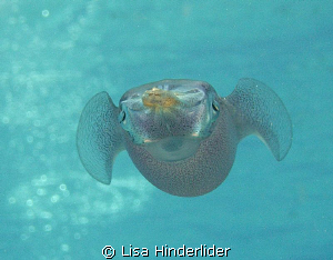 Reef Squid in mid-flight. Looks like blown Glass by Lisa Hinderlider 